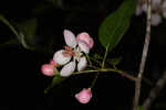 Southern crabapple